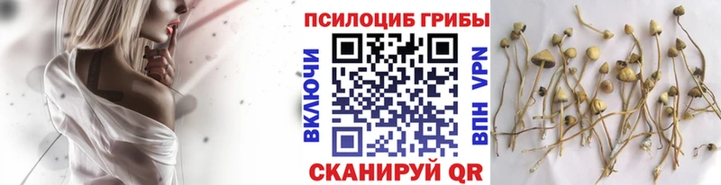 Псилоцибиновые грибы Psilocybine cubensis  Каменск-Шахтинский 